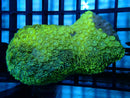 Multi tone Coral medium