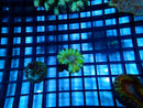 Cynarina small bright green