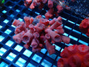 Dendrophyllia species Orchid pink