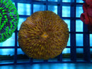Fungia Granulosa Orange
