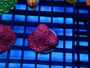 Sustainable Reefs Bernardpora