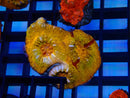 Gold Chalice Frag