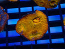 Gold Chalice Frag