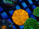 Fungia Disk yellow polyps