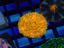 Fungia Disk yellow polyps
