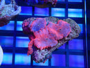 Pink Morph Rock
