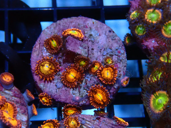 Sustainable Reefs Zoa Alien Anti-Venom