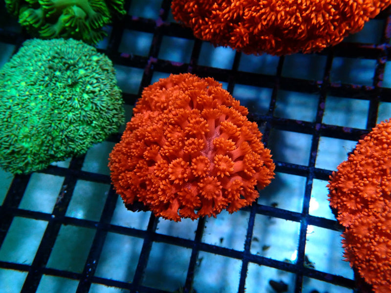 Red Goni small