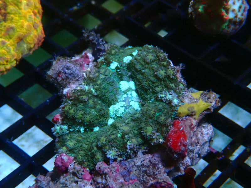 Fancy Rhodactis