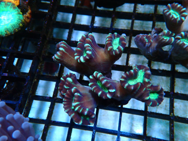 Candycane Colony