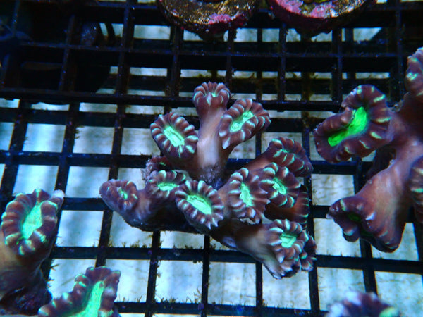 Candycane Colony