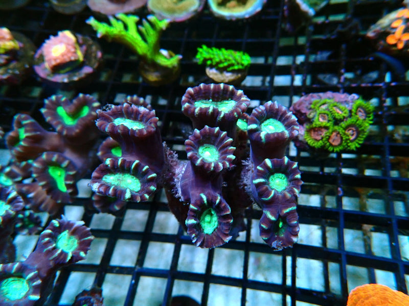 Candycane Colony