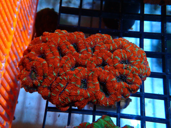 Acan Rock medium very nice!