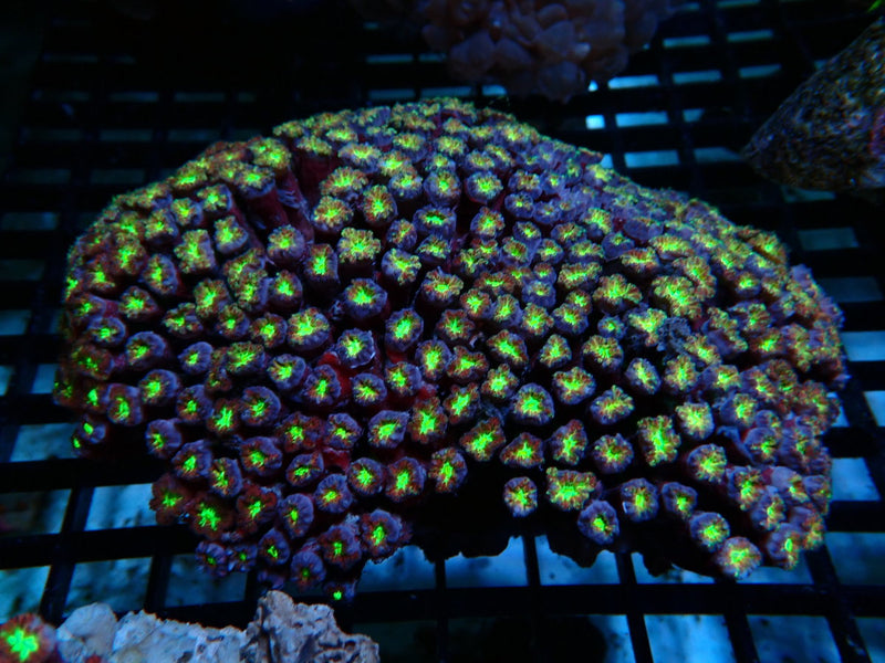 Blastomussa Merleti large