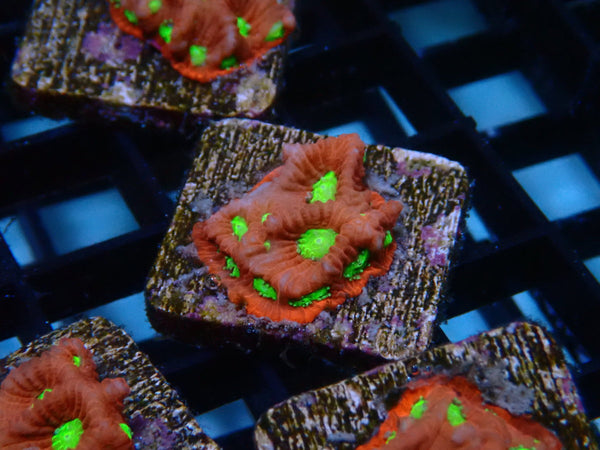 Reef Underground Homegrown War Coral Frag