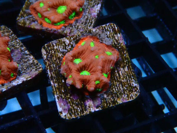 Reef Underground Homegrown War Coral Frag