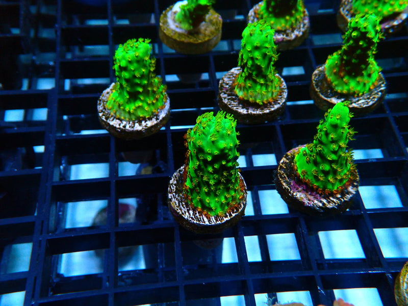 Reef Underground Homegrown Dallas Acro Frag