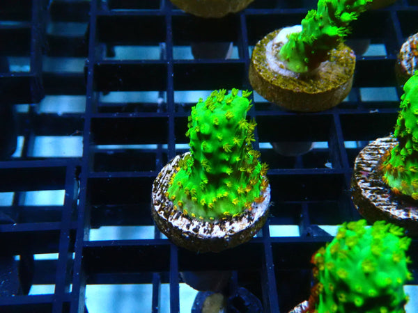 Reef Underground Homegrown Dallas Acro Frag