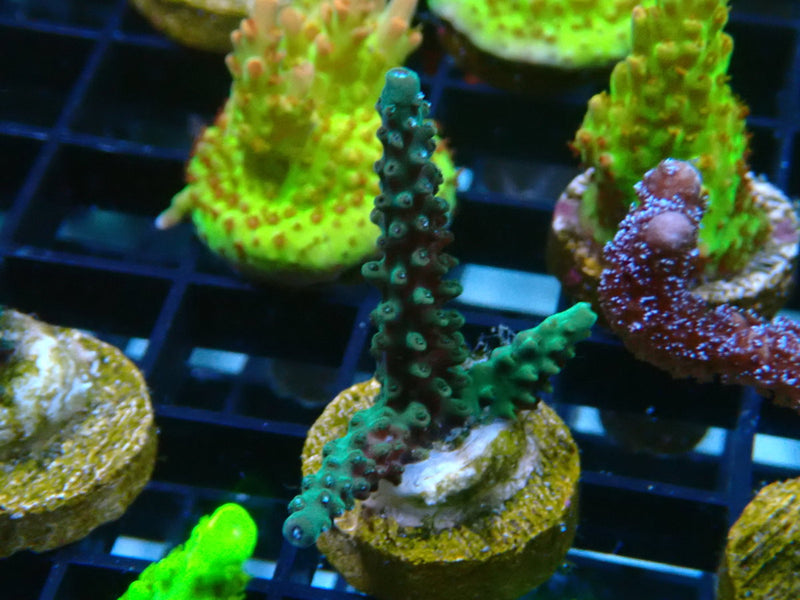 Blue/Green Stag Acro Frag