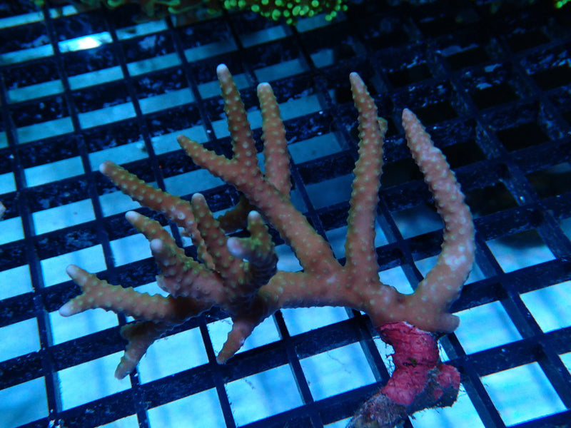 Purple Anacopora Spp