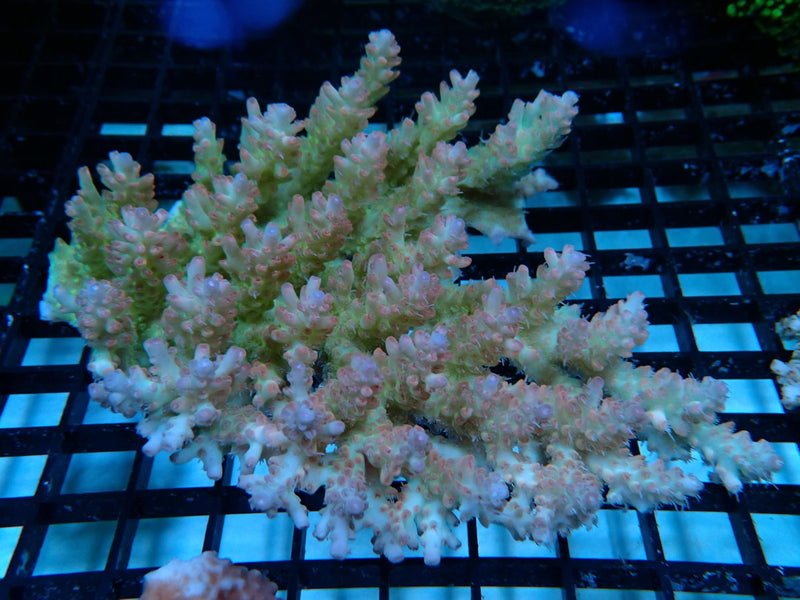 CDU Acropora small-medium