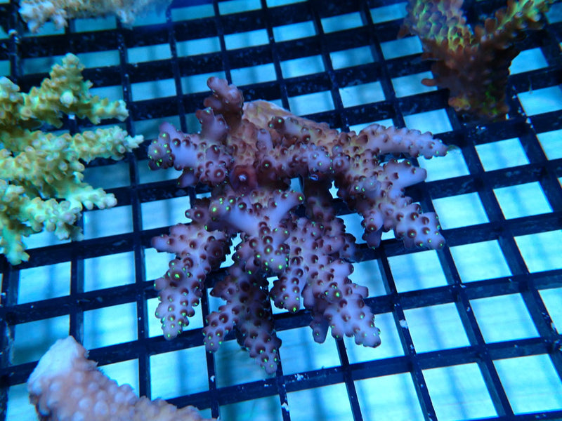 CDU Acropora small
