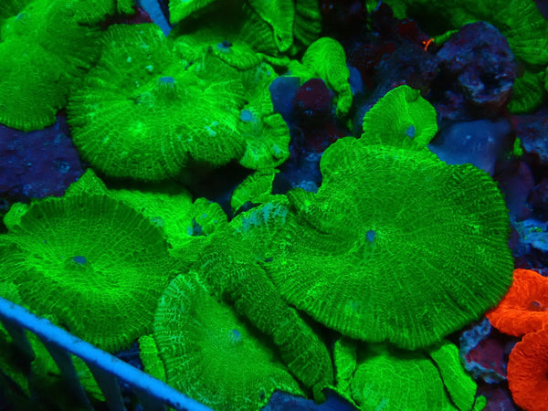 Green Morphs (sold in singles)