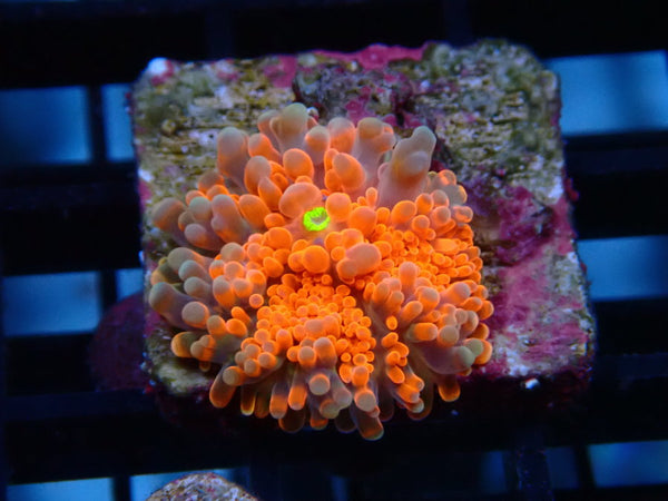 Reef Underground Ultra Ricordea Frag