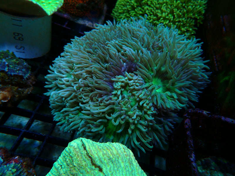 Duncan Finger Coral colony