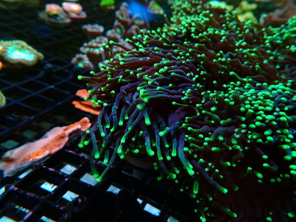 WA Torch Green Tip Special Price