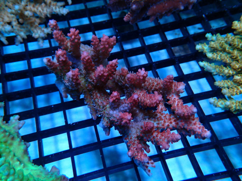 CDU Hardline Acropora small