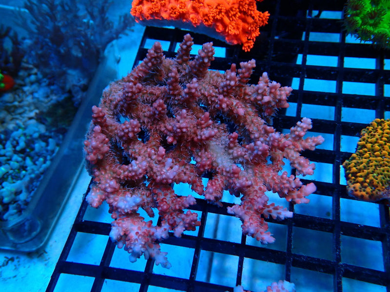 CDU Hardline Acropora small