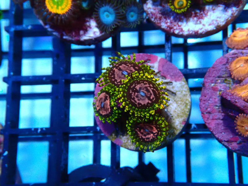 Sustainable Reefs Zoa Frag Purple Monsters