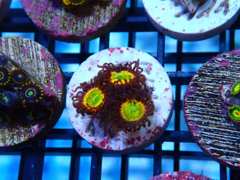 Sustainable Reefs Zoa Frag Sunny D