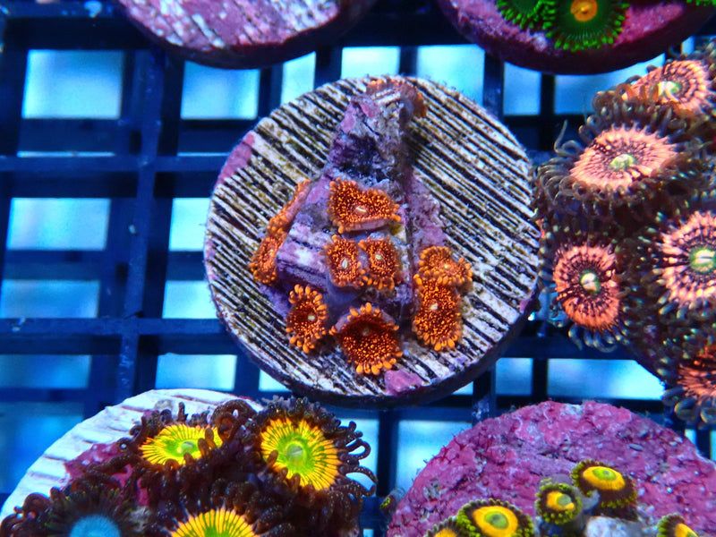 Sustainable Reefs Zoa Darth Maul
