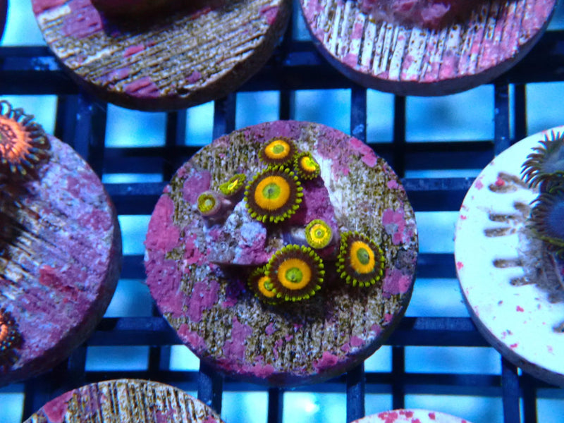 Sustainable Reefs Zoa Scrambled Eggs