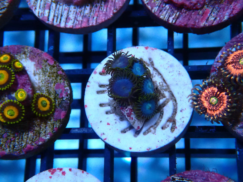 Sustainable Reefs Zoa Smurf Blood