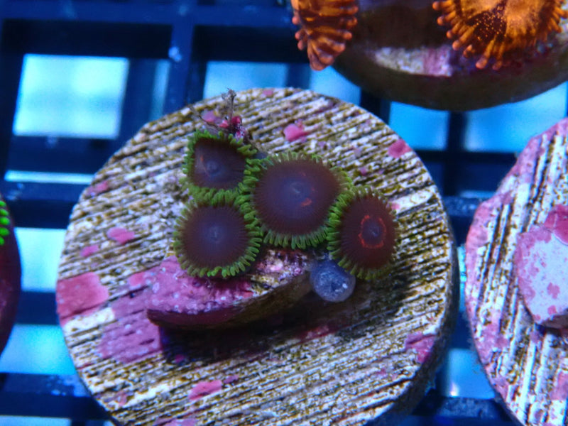 Sustainable Reefs Zoa Purple Heart Red Ring