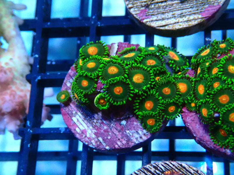 Sustainable Reefs Zoa Radioactive Campfire