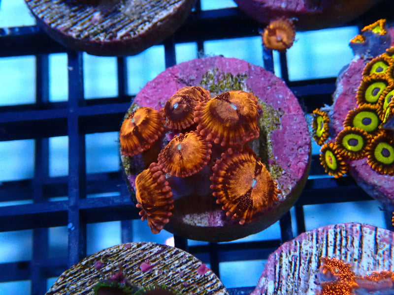 Sustainable Reefs Zoa Frag Sakura Sunrise