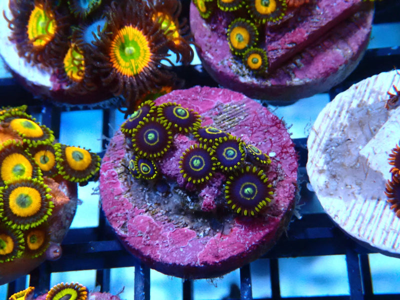 Sustainable Reefs Zoa Blue Hornets