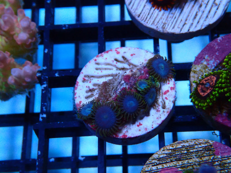 Sustainable Reefs Zoa Smurf Blood