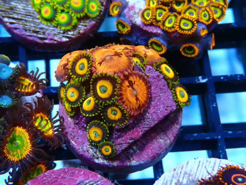 Sustainable Reefs Zoa Combo