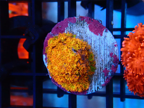 Sustainable Reefs Bernardpora Frag