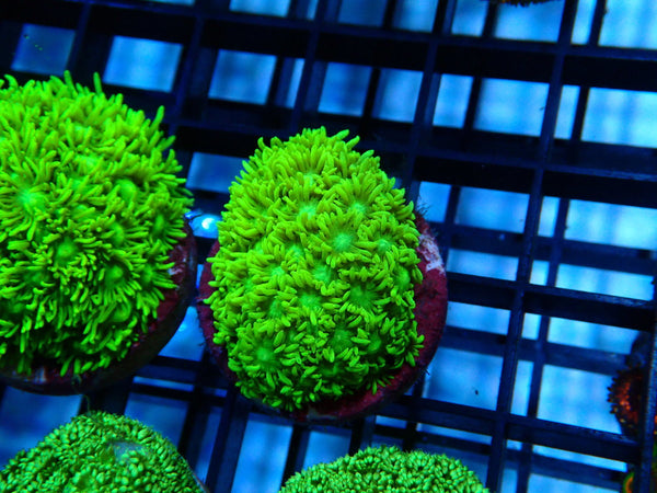 Sustainable Reefs Bright Green Goni Frag