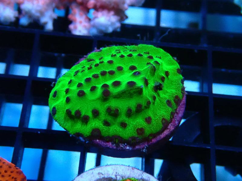 Sustainable Reefs Turbinarea Outback Frag
