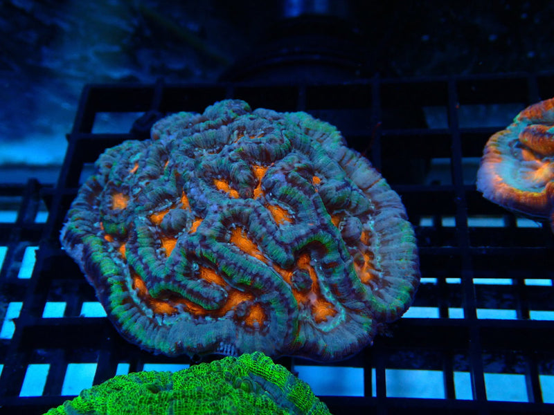Sym Wilsoni small Ultra