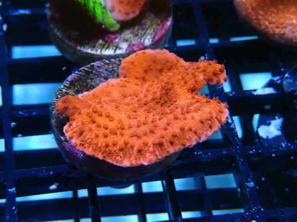 Sustainable Reefs Scrolling Monti Frag