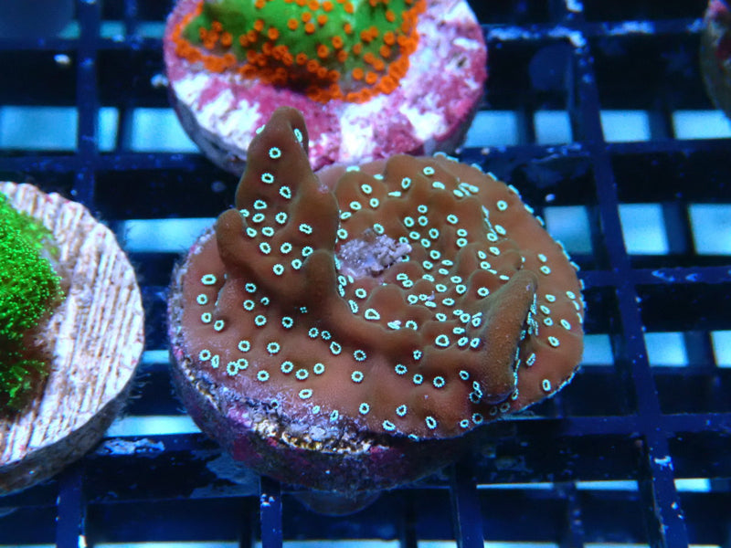 Sustainable Reefs Monti Frag