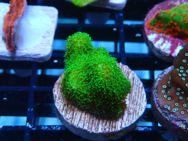 Sustainable Reefs Pocillopora Green